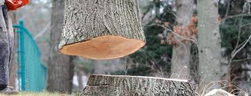 Best Tree Health Inspection  in Northwest Harwich, MA